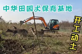 中华田园犬保育基地开工动土，吸引来大批“游客”，个个大饱口福视频封面
