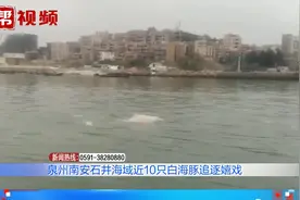 画面太萌了！南安石井海域惊现近10只白海豚，同框追逐嬉戏视频封面
