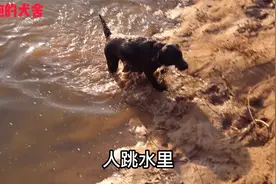 一条会救人的狗，主人一个指令立马下河救人，不愧是警犬基地来的视频封面