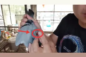 鸽子得“口黄”现在怎么样了？预防、治疗不可少，不要慌看我的视频封面