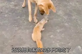 黄鼠狼跑到农户家，把这家的鸡全吃了，还赖在家不走！视频封面