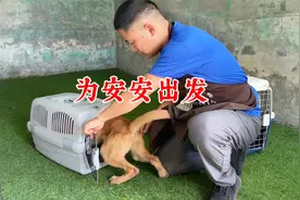 出门还让狗在车上上蹿下跳？那样很不安全，四分钟教你安全出行视频封面