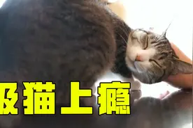 【梗百科】猫咪为什么这么可爱？让人心甘情愿为它铲屎视频封面