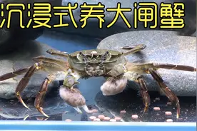 养超市里买的大闸蟹 历经一年的养殖过程 最后它们怎么样了呢视频封面