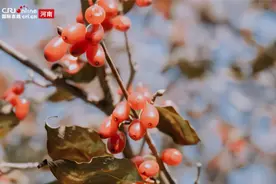 【Hello，河南！】南阳西峡：绿水青山中的“聚宝盆”视频封面