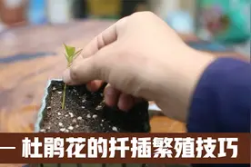 杜鹃花怎么扦插繁殖？园艺师教你，咔嚓剪成斜口，插土里就能活视频封面