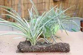 吊兰出现倒伏？不用慌，简单一招就能解决，很快“小崽子”吊满盆视频封面