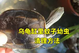 乌龟缸里有蚊子幼虫怎么办？龟缸养条小泥鳅，轻松清理孑孓和红虫