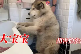 大块头阿拉斯加，面对洗澡害怕得像个宝宝，主人只能硬来了视频封面
