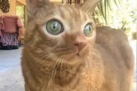 网红猫咪！国外一只橘猫拥有独特大眼，外形呆萌超可爱视频封面