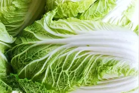 挑选白菜时，买“白色”还是“绿色”？菜农教你一个绝招，别买错视频封面
