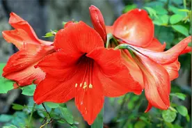 朱顶红叶片软又黄，看看她是怎样做到不黄叶不发软的视频封面