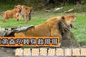 狮弟奋不顾身救哥哥，结果哥哥却独自逃跑，狮哥的做法太丢脸了！视频封面