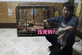 金毛半夜伤心哭泣，原来它的孩子没了一只，啥原因导致小狗去世？视频封面