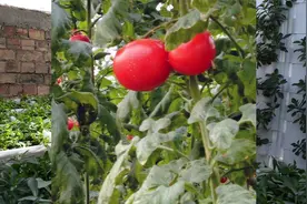 我国研发新型增产水溶肥，效果好、吸收快，红薯亩增收1000斤