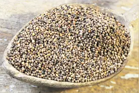 菟丝子的功效与作用有哪些？#春季养生正当时#