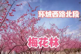 西安环城西苑北段星火路立交附近又发现一处梅花林，人少没人知道视频封面