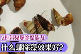 鱼缸除藻用什么螺？5种螺除藻能力，草缸杂螺水蜗牛吃藻效果好视频封面