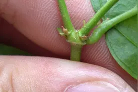 茉莉花修剪过后迟迟不冒新芽，看完你就明白问题出在哪了视频封面