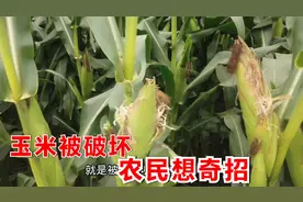 鸟雀叨啄玉米可咋办？农村大叔提供土方法，效果杠杠的视频封面