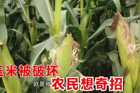 鸟雀叨啄玉米可咋办？农村大叔提供土方法，效果杠杠的视频封面