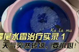 金鱼水霉治疗实录一：蝶尾中招水霉，卡啦木实测亚甲基蓝治疗效果
