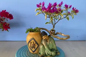 蜿蜒婀娜的枝干，精美别致的三角梅盆景，造型精妙，每一盆都很贵视频封面