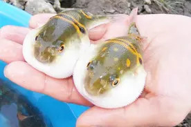 河豚养殖需要什么条件，越珍贵条件就越高，看看你适不适合养视频封面