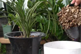 养兰“黄金料”花生壳，如何在一周内腐熟？技巧全公开视频封面