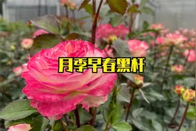 月季早春黑杆都有哪些原因？看完可以尽量避免，这样才能长得更壮