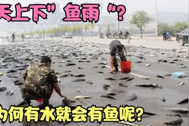 天上会下“鱼雨" ？为什么有水就会有鱼，它到底是怎么来的？视频封面