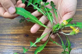 私藏多年炒蒲公英茶的经验，不苦不涩只有茶香，泡水喝好处多多