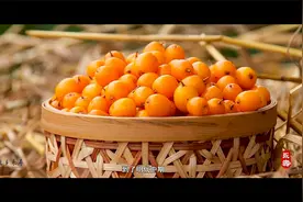 永寿沙棘醋养肝防癌、提高人体免疫功能视频封面