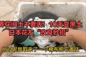养花旧土不要丢！日本花友“改良妙招”，10天旧土变黑土视频封面