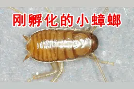 把刚孵化的小蟑螂放大100倍，蟑螂也可以这么萌！视频封面
