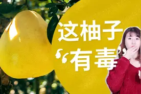 半夜吃柚子变成“毒柚子”？养生专家：可以润喉止咳，大家放心吃视频封面