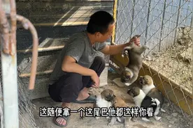 1窝狗怎样挑出一个狗王？3年老师傅专业挑狗，最后竟然这样做视频封面