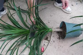 想要龙血树开春侧芽长得多，给它换盆时砍一刀