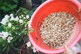 花生壳是养花的好材料，学会这样发酵，10天就能用视频封面