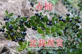 进山挖两棵赤楠做盆栽，入盆到修剪都需技巧，分享给大家种植经验视频封面
