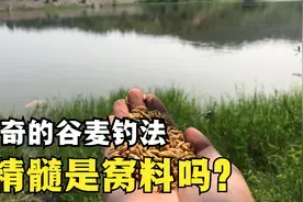 神奇的谷麦钓法，精髓是窝料好用吗?这3点才是谷麦厉害的地方视频封面