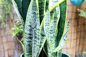 虎皮兰叶片卷曲不要急，这里有三招，赶紧处理就好视频封面