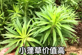 农村常见的“小蓬草”煮水，没想到价值这么好？涨知识了