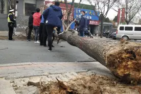 “妖风”席卷河南，气温骤降10℃，防疫帐篷刮飞板凳乱跑视频封面