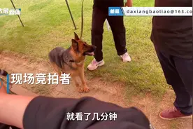 太火爆！沈阳淘汰警犬拍卖现场，最高价拍出33万视频封面