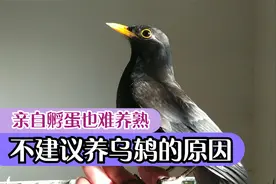 乌鸫成鸟怎么训熟？见人如见鬼是常态，不建议饲养百舌鸟的原因
