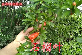 石榴叶煮水喝厉害了，好多人不知道它的好处，一起了解下视频封面