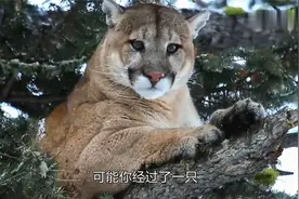 容易驯养，获得“人类之友”美誉的美洲狮，弹跳惊人，一跃14米！视频封面