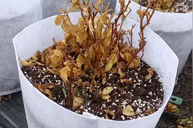 冬天月季裸根移栽后枯萎了，可能是2方面没做好，下次要留意