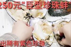 250元“巨型珍珠蚌”，能开出珍贵的紫色珍珠吗，看看亏了多少视频封面